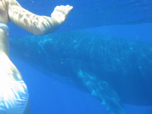 Emily swimming with whale