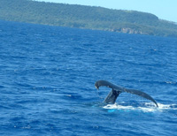 The tail of a whale in Vava'u, Tonga