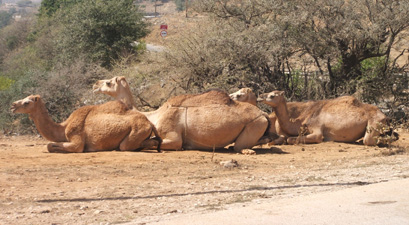 Camels lined up along road near Salalah, Oman